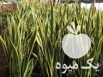 فروش سانسوریا ابلق و زامفولیا سبز و سایر گل در عباس آباد در گروه خرید فروش عمده گیاهان زینتی - گرمسیری آپارتمانی باغچه آب در یکمیوه -عکس1