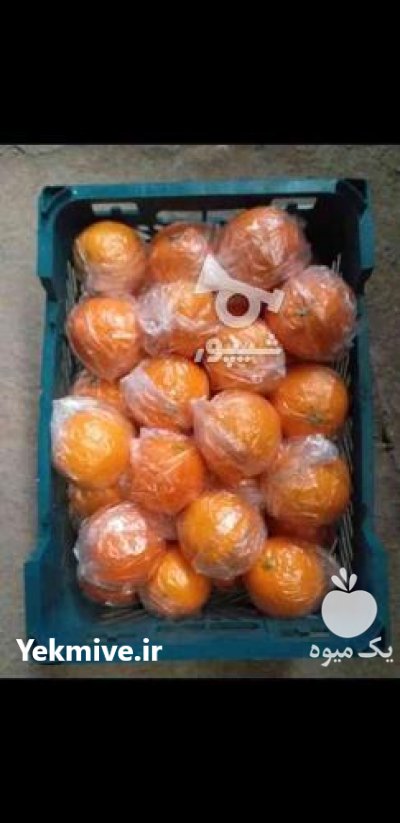 فروش پرتغال تامسون در قائم شهر در گروه خرید فروش عمده پرتقال - پرتقال رسمی تامسون خونی جنوب در یکمیوه