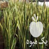 فروش سانسوریا ابلق و زامفولیا سبز و سایر گل در عباس آباد در گروه خرید فروش عمده گیاهان زینتی - گرمسیری آپارتمانی باغچه آب در یکمیوه