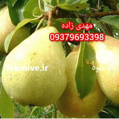 آگهی مشابه خریدگلابی نهالستان مهندس منصورمهدیزاده در نقده در گروه خرید فروش نهال - انواع گردو پسته بادام سلطانی انگور در یکمیوه