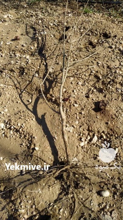 فروش نهال انار یه ساله  در داراب در گروه خرید فروش نهال - انواع گردو پسته بادام سلطانی انگور در یکمیوه