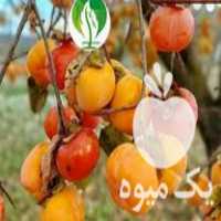 تهیه و فروش نهال بادام در زنجان در گروه خرید فروش نهال - انواع گردو پسته بادام سلطانی انگور در یکمیوه