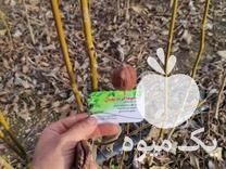 فروش ویژه نهال ارقام گردو و میوه در نهالستان مهندس پور در اردستان در گروه خرید فروش نهال - انواع گردو پسته بادام سلطانی انگور در یکمیوه -عکس1