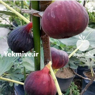 نهالستان مهندس فرید پورخلیل در نورآباد در گروه خرید فروش نهال - انواع گردو پسته بادام سلطانی انگور در یکمیوه