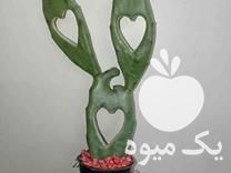 فروش گل های طبیعی در گتاب در گروه خرید فروش عمده گیاهان زینتی - گرمسیری آپارتمانی باغچه آب در یکمیوه -عکس1