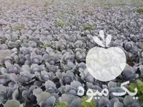 فروش یک هکتار کلم قرمز در دزفول در گروه خرید فروش عمده انواع کلم برگ و پیچ و بروکلی در یکمیوه -عکس1
