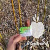 فروش ویژه نهال ارقام گردو و میوه در نهالستان مهندس پور در اردستان در گروه خرید فروش نهال - انواع گردو پسته بادام سلطانی انگور در یکمیوه