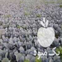 فروش یک هکتار کلم قرمز در دزفول در گروه خرید فروش عمده انواع کلم برگ و پیچ و بروکلی در یکمیوه