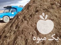 فروش کود گاوی بار حیوانی در دولت آباد در گروه خرید فروش عمده کاهو - رسمی پیچ سالادی فرانسوی چینی قرمز در یکمیوه -عکس1