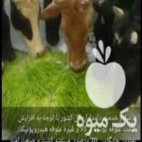 فروش علوفه هیدروپونیک برای مصارف دام گاو و گوسفند و غیره در کرج در گروه خوراک دام و طیور - پرواری شیری علوفه یونجه در یکمیوه
