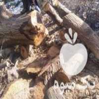 فروش چوب درخت گردو گرده بینه در تهران در گروه خرید فروش عمده چوب- زغال چوب گردو تبریزی خام در یکمیوه