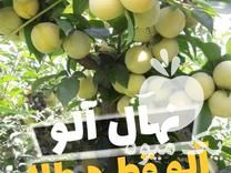 فروش نهال آلو قطره طلا در ارومیه در گروه خرید فروش نهال - انواع گردو پسته بادام سلطانی انگور در یکمیوه -عکس1