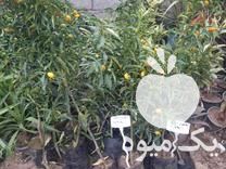 فروش ویژه نهال میوه و مرکبات در رودسر در گروه خرید فروش نهال - انواع گردو پسته بادام سلطانی انگور در یکمیوه -عکس1