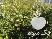 فروش انواع نهال مرکبات ودرخت خرما در بندرعباس در گروه خرید فروش نهال - انواع گردو پسته بادام سلطانی انگور در یکمیوه -عکس1