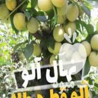 فروش نهال آلو قطره طلا در ارومیه در گروه خرید فروش نهال - انواع گردو پسته بادام سلطانی انگور در یکمیوه
