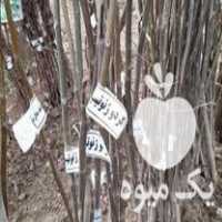 فروش انواع نهال ریشه لخت به تعداد در تهران در گروه خرید فروش عمده خرمالو - خرمالو رسیده نارس برگ عمده در یکمیوه