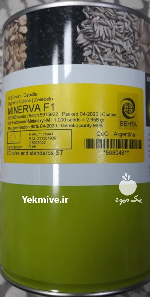 فروش بذر پیاز مینروا در تهران در گروه خرید فروش عمده پیاز - قرمز سفید زرد ترشی تازه انباری در یکمیوه -عکس1