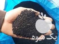 خرید و فروش انواع بذرها در شیراز در گروه خرید فروش بذر - انواع محصول کشاورزی گوجه کتان میوه درخت در یکمیوه -عکس1
