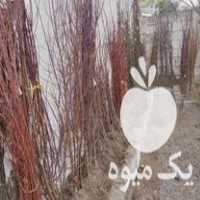 فروش انواع نهال سیاه ریشه و مرکبات بابهترین قیمت در قائم شهر در گروه خرید فروش عمده خرمالو - خرمالو رسیده نارس برگ عمده در یکمیوه