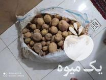 فروش سیب زمینی رقم سانتا بذری مدل 97 در سنقر در گروه خرید فروش عمده سیب زمینی - زودرس دیررس آگریا اسپریت اردبیل همدان در یکمیوه -عکس1