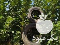 فروش نهال انجیر در میمند در گروه خرید فروش نهال - انواع گردو پسته بادام سلطانی انگور در یکمیوه -عکس1