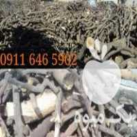 قیمت فروش ویژه چوب زیتون و چوب مرکبات در تهران در گروه خرید فروش عمده چوب- زغال چوب گردو تبریزی خام در یکمیوه