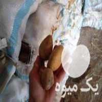فروش سیب زمینی بذری کلاس دار در اصفهان در گروه خرید فروش عمده سیب زمینی - زودرس دیررس آگریا اسپریت اردبیل همدان در یکمیوه