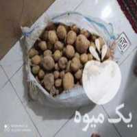 فروش سیب زمینی رقم سانتا بذری مدل 97 در سنقر در گروه خرید فروش عمده سیب زمینی - زودرس دیررس آگریا اسپریت اردبیل همدان در یکمیوه