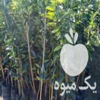 فروش نهال مرکبات در قائم شهر در گروه خرید فروش نهال - انواع گردو پسته بادام سلطانی انگور در یکمیوه