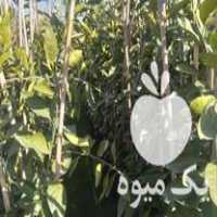 فروش نهال مرکبات در ساری در گروه خرید فروش نهال - انواع گردو پسته بادام سلطانی انگور در یکمیوه