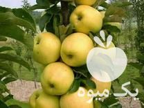 فروش نهال میوه بذری ورویشی گردو پیوندی شمشاد زینتی در کرج در گروه خرید فروش عمده خرمالو - خرمالو رسیده نارس برگ عمده در یکمیوه -عکس1