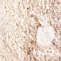 فروش پوشال حیوانات خانگی در کرج در گروه حیوانات خانگی - خرید و فروش در یکمیوه