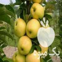 فروش نهال میوه بذری ورویشی گردو پیوندی شمشاد زینتی در کرج در گروه خرید فروش عمده خرمالو - خرمالو رسیده نارس برگ عمده در یکمیوه