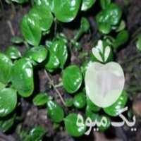 فروش سبزه نارنج با کیفیت سطح گلدان پر بذر آماده تحویل در ساری در گروه خرید فروش بذر - انواع محصول کشاورزی گوجه کتان میوه درخت در یکمیوه