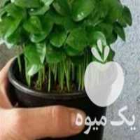 فروش سبزه عید سال نو با هسته نارنج در آمل در گروه خرید فروش عمده قارچ - دکمه ای خوراکی دارویی پرورشی کوهی در یکمیوه