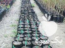 فروش انواع نهال های اصلاح شده در اسالم در گروه خرید فروش نهال - انواع گردو پسته بادام سلطانی انگور در یکمیوه -عکس1