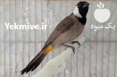 بلبل خرما بخوان در تهران در گروه حیوانات خانگی - خرید و فروش در یکمیوه