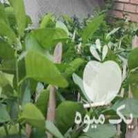 فروش نهال پرتقال تابستانه والنسیا در قائم شهر در گروه خرید فروش نهال - انواع گردو پسته بادام سلطانی انگور در یکمیوه