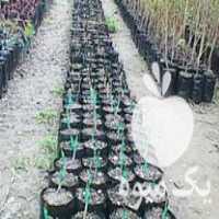 فروش انواع نهال های اصلاح شده در اسالم در گروه خرید فروش نهال - انواع گردو پسته بادام سلطانی انگور در یکمیوه