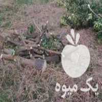 خرید و فروش چوب باغی وساختمانی صنوبر مرکبات هلو انار اکالیپتوس در بهمن در گروه خرید فروش عمده چوب- زغال چوب گردو تبریزی خام در یکمیوه