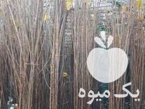 فروش نهال صنوبر اسرائیلی وروسی وایرانی بصورت عمده در گرگان در گروه خرید فروش نهال - انواع گردو پسته بادام سلطانی انگور در یکمیوه -عکس1