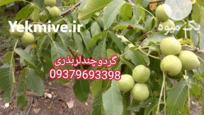 آگهی مشابه نهالستان منصورمهدیزاده 09379693398 در دیواندره در گروه خرید فروش نهال - انواع گردو پسته بادام سلطانی انگور در یکمیوه