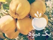 فروش نهال انار واندرفول در میاندوآب در گروه خرید فروش نهال - انواع گردو پسته بادام سلطانی انگور در یکمیوه -عکس1