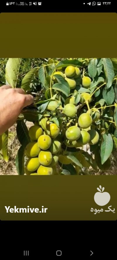 فروش گلابی رد انجو در ارومیه در گروه خرید فروش عمده گلابی - شاه میوه نطنز قرمز خاردار در یکمیوه