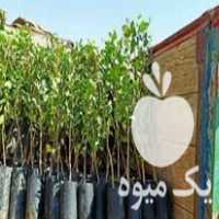 فروش نهال درخت پسته عمده در تهران در گروه خرید فروش نهال - انواع گردو پسته بادام سلطانی انگور در یکمیوه