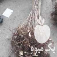 فروش نهال فندق و زغال اخته به صورت عمده در رازمیان در گروه خرید فروش نهال - انواع گردو پسته بادام سلطانی انگور در یکمیوه
