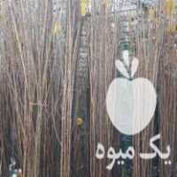 فروش نهال صنوبر اسرائیلی وروسی وایرانی بصورت عمده در گرگان در گروه خرید فروش نهال - انواع گردو پسته بادام سلطانی انگور در یکمیوه