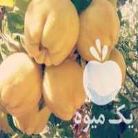 فروش نهال انار واندرفول در میاندوآب در گروه خرید فروش نهال - انواع گردو پسته بادام سلطانی انگور در یکمیوه