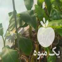 فروش نهال موز سردسیری با میوه های خوشمزه در لاهیجان در گروه خرید فروش نهال - انواع گردو پسته بادام سلطانی انگور در یکمیوه