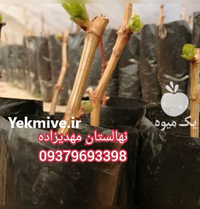 نهالستان امیر نهال 09149805679 در سراب در گروه خرید فروش نهال - انواع گردو پسته بادام سلطانی انگور در یکمیوه